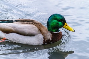 duck-1155265_960_720